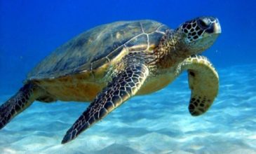Πάνω από τις μισές θαλάσσιες χελώνες παγκοσμίως έχουν φάει πλαστικό