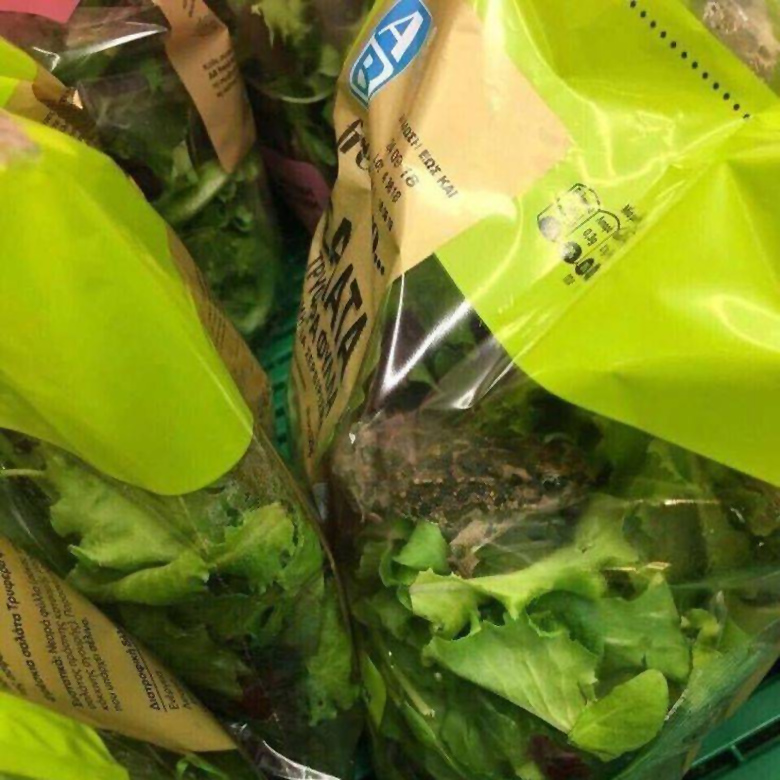 Ζωντανός βάτραχος σε τυποποιημένη σαλάτα αλυσίδας σούπερ μάρκετ