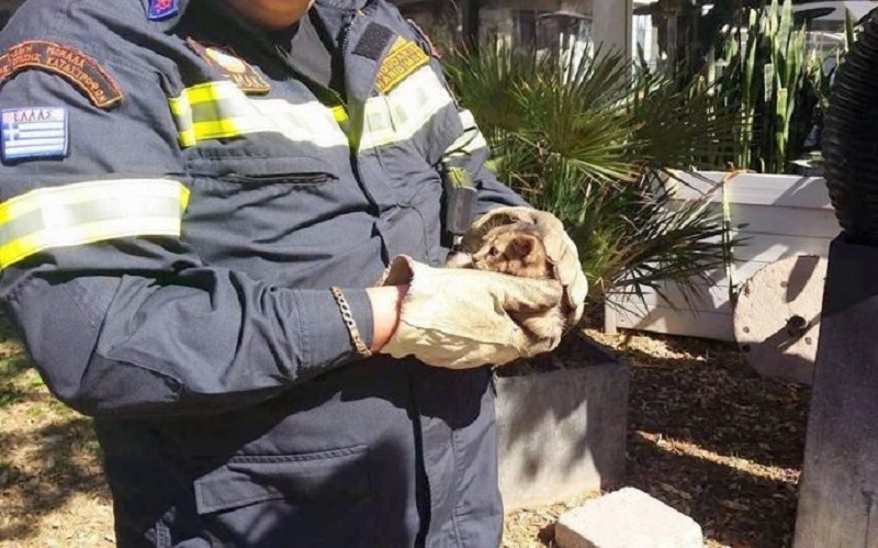 Κινητοποίηση της ΕΜΑΚ για να σωθεί ένα γατάκι