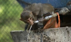 Μαϊμούδες σκότωσαν με τούβλα 72χρονο