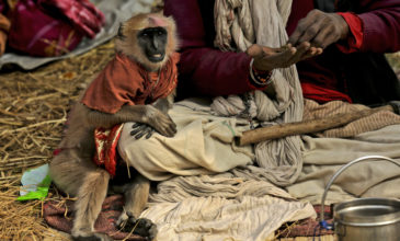 Μαϊμού άρπαξε μωρό από τη μαμά του και το σκότωσε