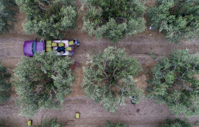 Νέα πληρωμή του ΟΠΕΚΕΠΕ ύψους 32 εκατ. ευρώ, στους αγρότες