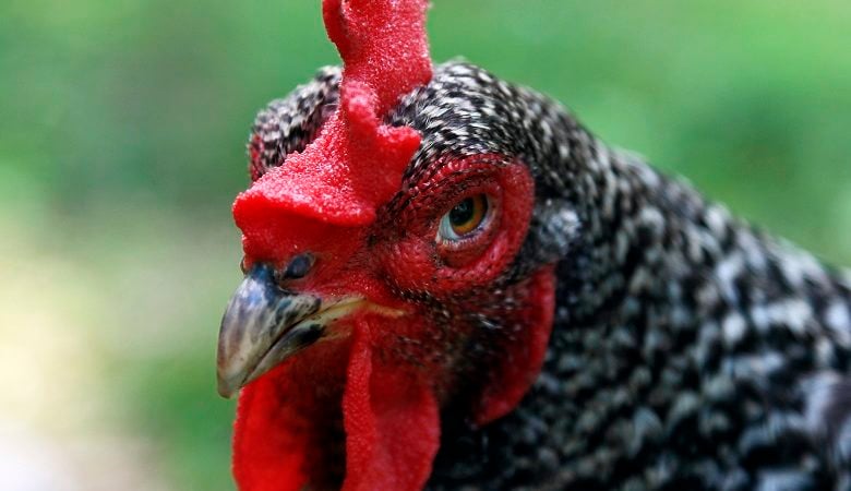 Φως στην προέλευση του κοτόπουλου ρίχνει νέα έρευνα – Πότε  εξημερώθηκε