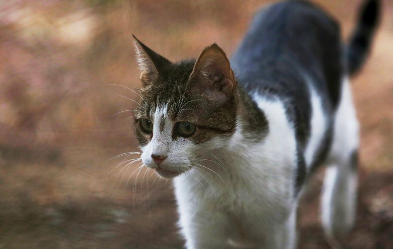 Μαθητής δημοτικού κλωτσάει μέχρι θανάτου γάτα