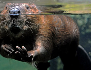 Θέλησε να τους πείσει να φάνε κάστορες και εξόργισε τους ακτιβιστές