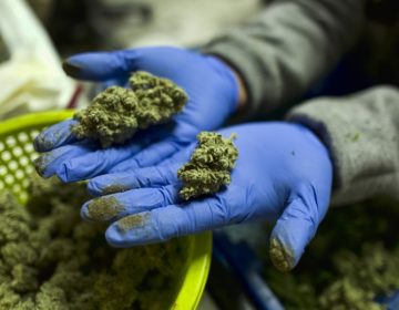 Ο δοκιμαστής κάνναβης που θα αμοίβεται με 33 ευρώ την ώρα