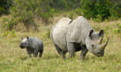 Πέντε ρινόκεροι ταξίδεψαν στη Ρουάντα για να σωθούν από την εξαφάνιση