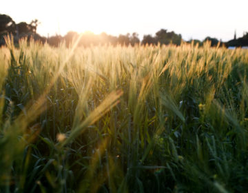 Τι αλλάζει στους καθαρισμούς των οικοπέδων με το νομοσχέδιο «Ενεργή Μάχη» – Πότε θα παρεμβαίνει η Πυροσβεστική
