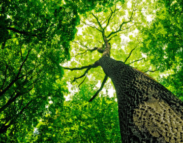 Πόσα δέντρα πρέπει να φυτέψουμε για να «φρενάρουμε» την κλιματική αλλαγή