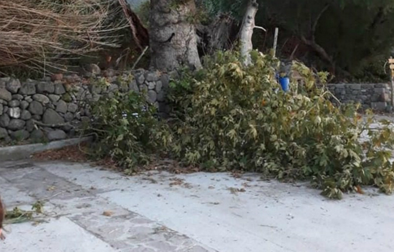 Λέσβος: Ξεριζώθηκε από τον αέρα ο πλάτανος σύμβολο της προσφυγικής κρίσης