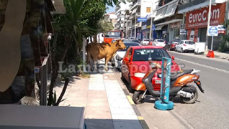 Λαμία: Κυνηγούσαν αφηνιασμένο ταύρο μέσα στην πόλη