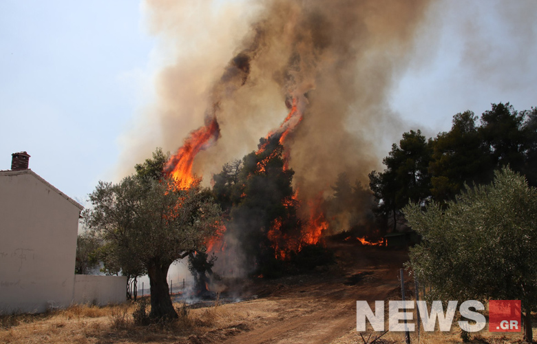 Σώθηκε το πευκοδάσος Natura από τη μανία της φωτιάς στην Εύβοια