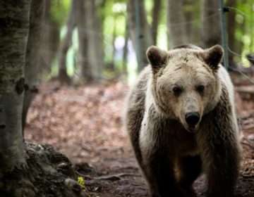 Εμφανίστηκε αρκούδα σε περιοχές του Δήμου Ωραιοκάστρου