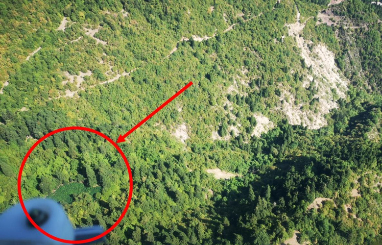 Καλλιέργησαν δενδρύλλια κάνναβης 3,5 μέτρων και αξίας άνω του 1 εκατ. ευρώ