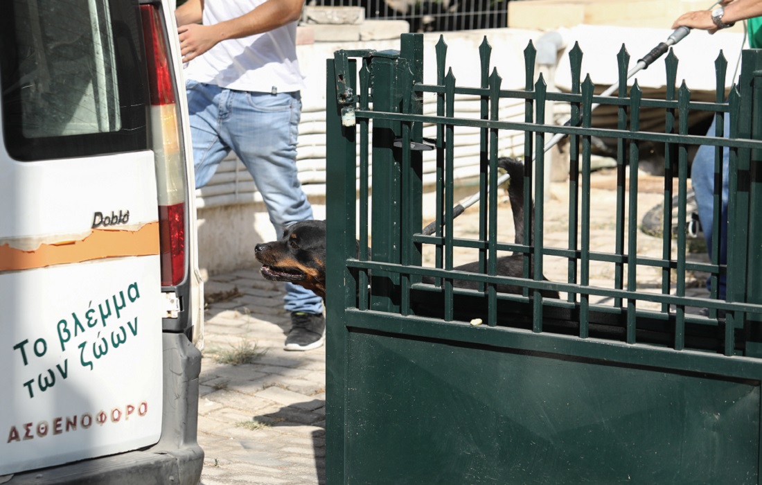 «Το σκυλί χτυπούσε το παιδί δεξιά και αριστερά σαν παιχνίδι»