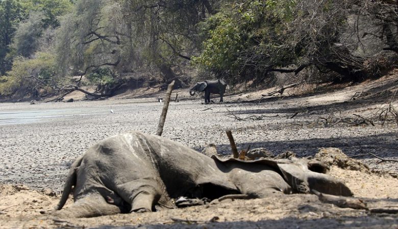 Χιλιάδες άγρια ζώα «μετακομίζουν» εξαιτίας της ξηρασίας