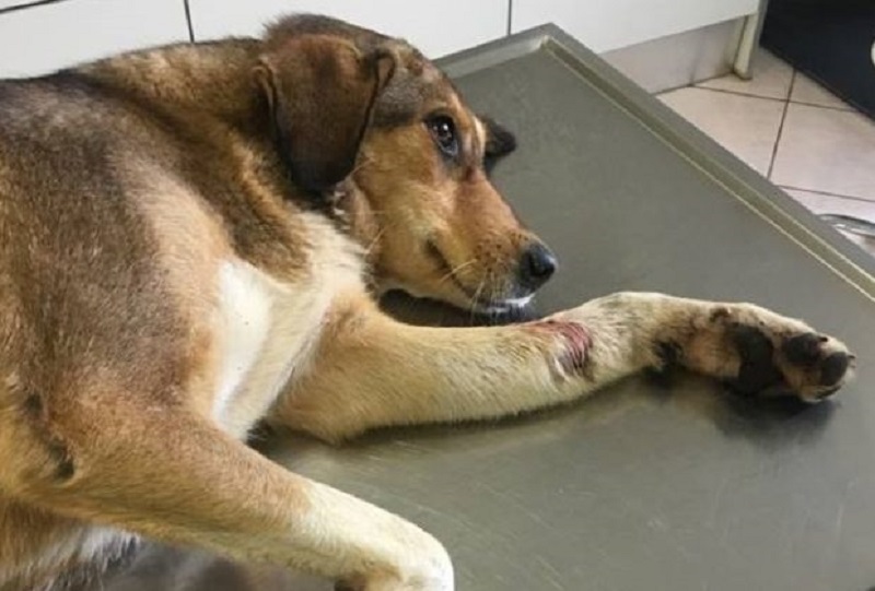 Φυλάκιση και πρόστιμο για κακοποίηση σκύλου