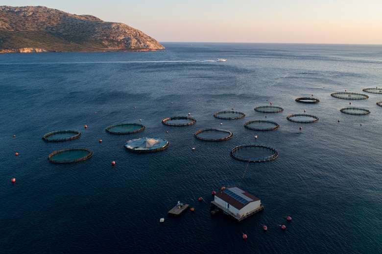Andromeda Seafood: Ανακοίνωσε την εξαγορά του Νηρέα και της Σελόντα