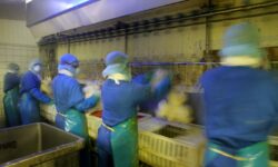 Oλλανδία: Θανάτωσαν 190.000 πουλερικά σε δύο εκτροφεία