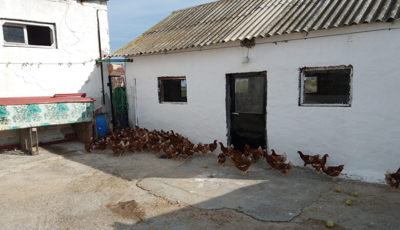 Πτηνοτροφική μονάδα στην Πρώτη Σερρών παράγει αβγά με …φασκόμηλο