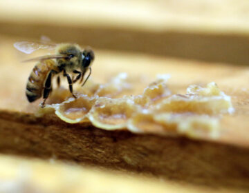 Έπαθε ανακοπή λόγω αλλεργικού σοκ μετά από τσίμπημα μέλισσας – Πώς σώθηκε