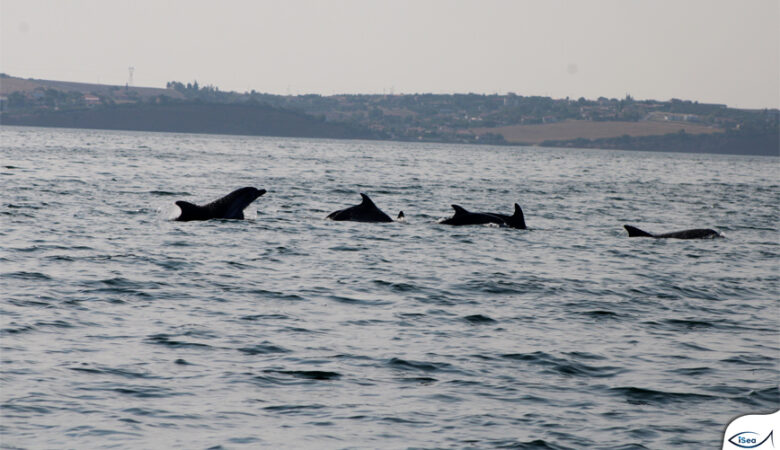 Εντυπωσιάζουν τα δελφίνια του Θερμαϊκού – Το σπάνιο είδος