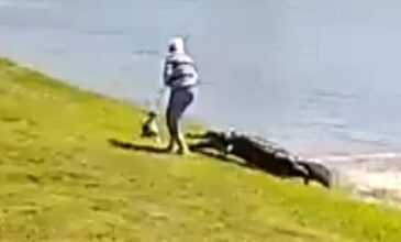 Η στιγμή που αλιγάτορας άρπαξε 85χρονη και τον σκύλο της – Δείτε το σοκαριστικό βίντεο