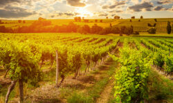 Ο καύσωνας μειώνει την παραγωγή οίνου αλλά ενισχύει την ποιότητα στην Γαλλία