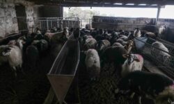 Κτηνοτρόφοι στη Λάρισα κρατούσαν όμηρο στο μαντρί τους 9 μήνες έναν εργάτη