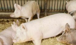 Μεγάλη χοιροτροφική μονάδα στην Γαλλία καταδικάστηκε για κακοποίηση ζώων