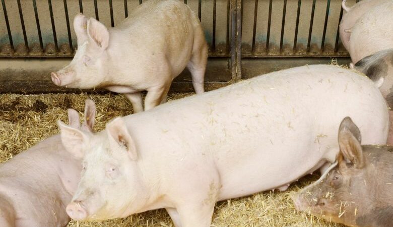 Μεγάλη χοιροτροφική μονάδα στην Γαλλία καταδικάστηκε για κακοποίηση ζώων