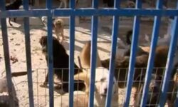 Αθωώθηκε η 52χρονη για τα 94 σκυλιά που φιλοξενούσε στο σπίτι της στη Θεσσαλονίκη