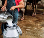 Συναγερμό σήμανε ο ΠΟΥ για μολυσμένο αγελαδινό γάλα από τον ιό της γρίπτης των πτηνών