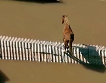 Διασώστες στη Βραζιλία έσωσαν ένα άλογο από τη… στέγη ενός αγροτόσπιτου σε μια πλημμυρισμένη πόλη