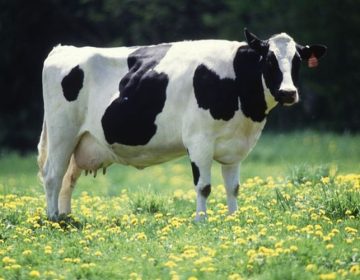 Αυστηρά μέτρα για τον αφθώδη πυρετό στα βοοδειδή στην Λέσβο