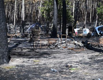 Τα άγρια ζώα της Ζιρόντ κινδυνεύουν από τις φωτιές και την απώλεια του περιβάλλοντός τους