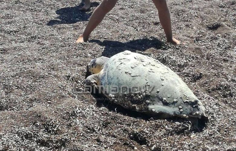Tεράστια θαλάσσια χελώνα ξεβράστηκε νεκρή στον Φάρο Ραχών