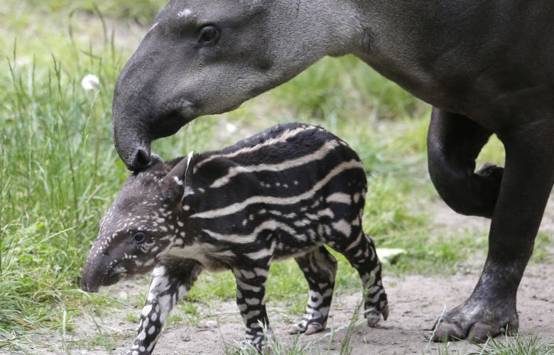 Στη Βενεζουέλα κλέβουν ζώα από τους ζωολογικούς κήπους για να τα φάνε
