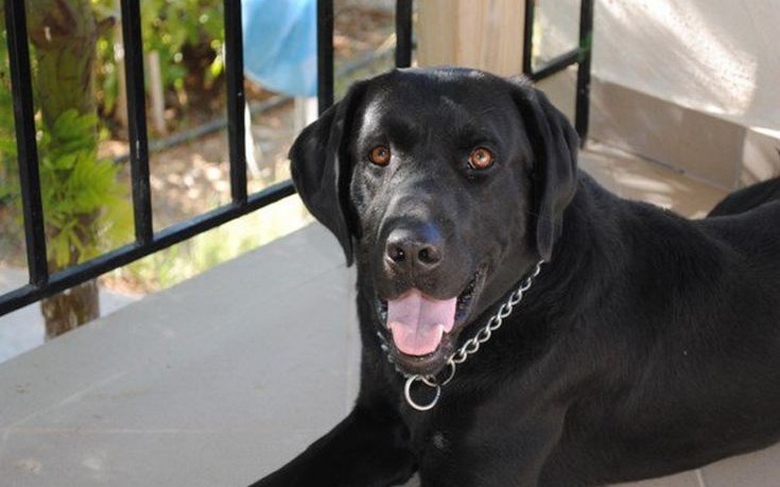 Στη σύνταξη ο μαύρος αστυνομικός σκύλος… Blanco