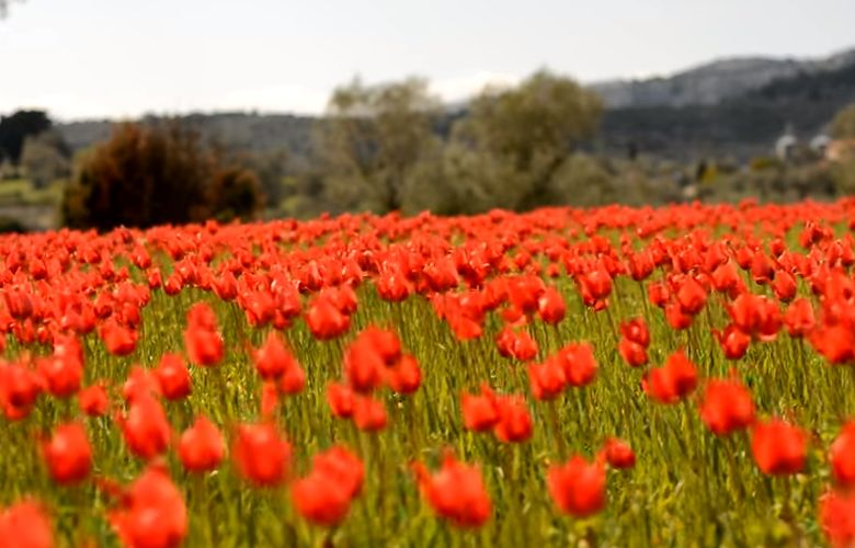 Οι άγριες τουλίπες της Χίου «πλημμύρισαν» το νησί