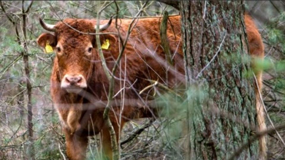 Αγελάδα – αντάρτης κρύφτηκε στο δάσος για να γλυτώσει το σφαγείο