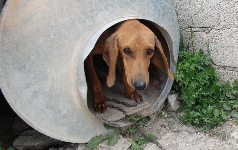 Τα βαρελόσκυλα της Ελλάδας θύματα της εγκατάλειψης