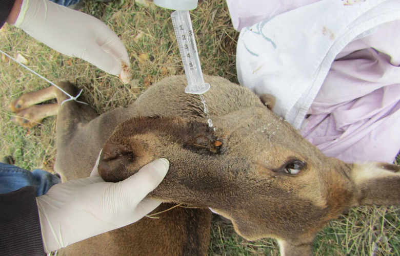 Πέθανε το θηλυκό ελάφι που πυροβόλησε λαθροκυνηγός στην Πάρνηθα