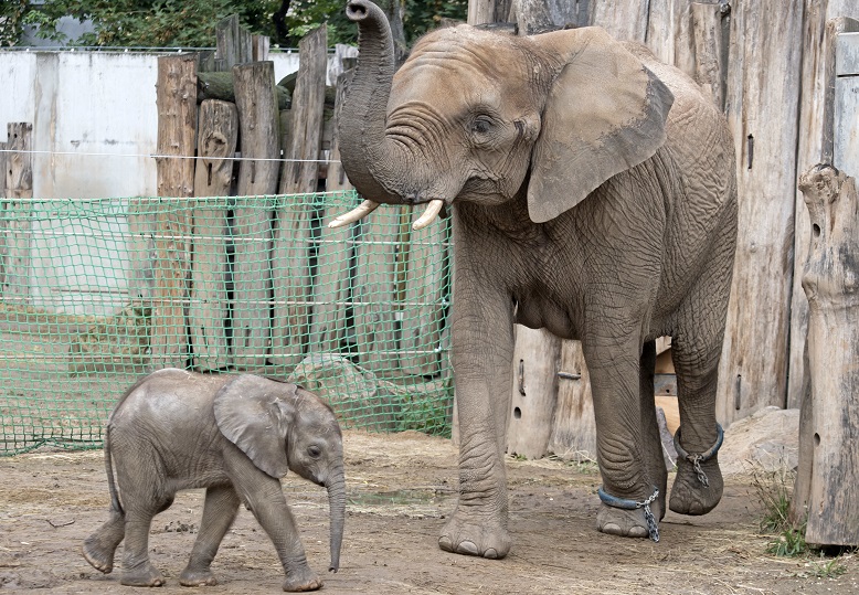 Άδεια εγκυμοσύνης θα παίρνουν οι ελέφαντες από… τη δουλειά τους