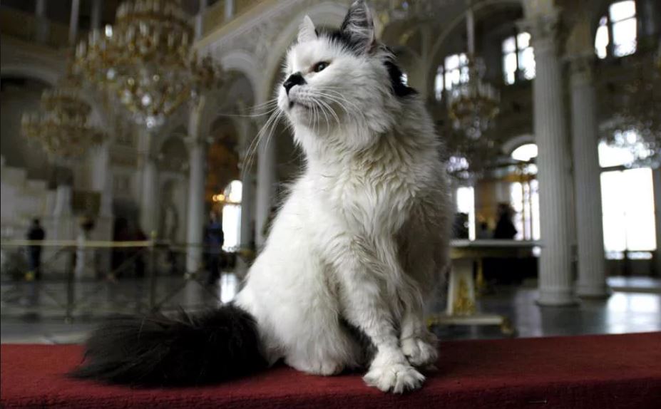 Θρήνος στο Ερμιτάζ: Νεκρές οι διάσημες γάτες του από ασφυξία