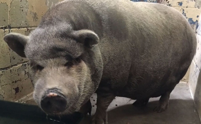 Γουρούνι 130 κιλών επιτέθηκε και έκοψε κομμάτι από τη σάρκα ανήλικου κοριτσιού