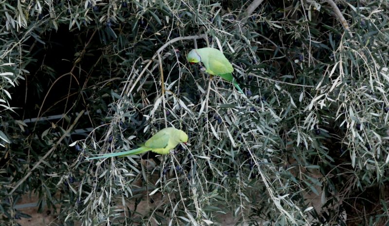 Εξωτικά πράσινα παπαγαλάκια έχουν γεμίσει τη Θεσσαλονίκη
