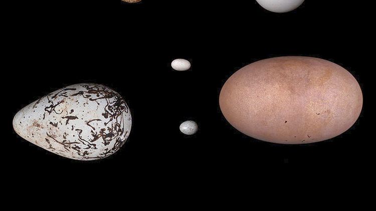 Διεθνής μελέτη για το ποια πουλιά κάνουν τα πιο στρογγυλά αυγά