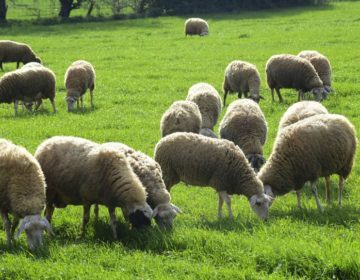 Παρατείνονται έως τις 15 Απριλίου τα προληπτικά μέτρα για την ευλογιά των αιγοπροβάτων στην Κρήτη