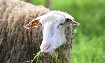 Κτηνώδης σφαγή στη Κρήτη- Άγνωστοι σκότωσαν 150 πρόβατα και δύο σκυλιά